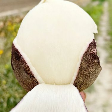 Black Skin Cherry Radish Seeds &acirc;�� Rare Black Skin White Flesh, Crisp Texture