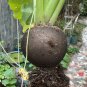 Black Skin Cherry Radish Seeds &acirc;�� Rare Black Skin White Flesh, Crisp Texture