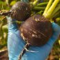 Black Skin Cherry Radish Seeds â Rare Black Skin White Flesh, Crisp Texture