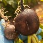 Black Skin Cherry Radish Seeds â Rare Black Skin White Flesh, Crisp Texture