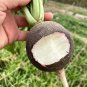 Black Skin Cherry Radish Seeds â Rare Black Skin White Flesh, Crisp Texture