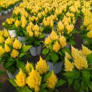 Yellow Feathered Cockscomb Seeds – Celosia plumosa, Long Blooming Period