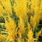 Yellow Feathered Cockscomb Seeds &acirc;�� Celosia plumosa, Long Blooming Period