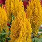 Yellow Feathered Cockscomb Seeds &acirc;�� Celosia plumosa, Long Blooming Period
