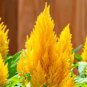 Yellow Feathered Cockscomb Seeds &acirc;�� Celosia plumosa, Long Blooming Period