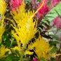 Yellow Feathered Cockscomb Seeds &acirc;�� Celosia plumosa, Long Blooming Period