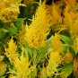 Yellow Feathered Cockscomb Seeds &acirc;�� Celosia plumosa, Long Blooming Period
