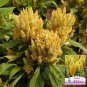 Yellow Feathered Cockscomb Seeds &acirc;�� Celosia plumosa, Long Blooming Period