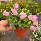 Mixed Color Canterbury Bells Seeds - Campanula medium Perennial Herb Flower