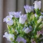 Mixed Color Canterbury Bells Seeds - Campanula medium Perennial Herb Flower