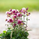 quilegia 'Crown Jewels Mixed' - Perennial Flower Seeds