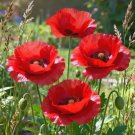 Field Poppy Seeds – Corn Poppy, Papaver rhoeas, Solitary Red Flowers,