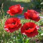Field Poppy Seeds &acirc;�� Corn Poppy, Papaver rhoeas, Solitary Red Flowers,