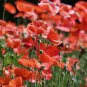 Field Poppy Seeds &acirc;�� Corn Poppy, Papaver rhoeas, Solitary Red Flowers,