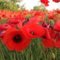 Field Poppy Seeds &acirc;�� Corn Poppy, Papaver rhoeas, Solitary Red Flowers,