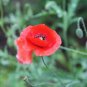 Field Poppy Seeds â Corn Poppy, Papaver rhoeas, Solitary Red Flowers,