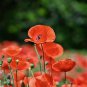 Field Poppy Seeds â Corn Poppy, Papaver rhoeas, Solitary Red Flowers,