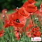 Field Poppy Seeds â Corn Poppy, Papaver rhoeas, Solitary Red Flowers,