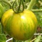 Sandy-Fleshed Cherry Tomato Seeds