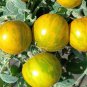 Sandy-Fleshed Cherry Tomato Seeds