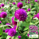 Purple Globe Amaranth Seeds – Everlasting Dried Flowers,