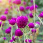Purple Globe Amaranth Seeds â Everlasting Dried Flowers,