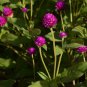 Purple Globe Amaranth Seeds â Everlasting Dried Flowers,