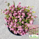 Pink Globe Amaranth Seeds - Easy-to-Grow Adaptable Flower
