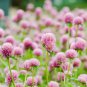 Pink Globe Amaranth Seeds - Easy-to-Grow Adaptable Flower