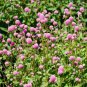 Pink Globe Amaranth Seeds - Easy-to-Grow Adaptable Flower