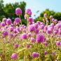 Pink Globe Amaranth Seeds - Easy-to-Grow Adaptable Flower