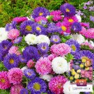 Mixed Color China Aster Seeds - Callistephus chinensis, Vibrant Blooms
