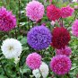 Mixed Color China Aster Seeds - Callistephus chinensis, Vibrant Blooms