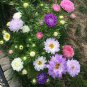 Mixed Color China Aster Seeds - Callistephus chinensis, Vibrant Blooms