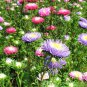 Mixed Color China Aster Seeds - Callistephus chinensis, Vibrant Blooms