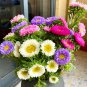 Mixed Color China Aster Seeds - Callistephus chinensis, Vibrant Blooms