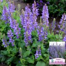 Blue Sage Seeds – Salvia farinacea, Heat-Tolerant Perennial