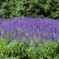 Blue Sage Seeds â Salvia farinacea, Heat-Tolerant Perennial