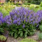 Blue Sage Seeds â Salvia farinacea, Heat-Tolerant Perennial