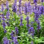 Blue Sage Seeds â Salvia farinacea, Heat-Tolerant Perennial