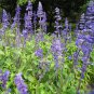 Blue Sage Seeds â Salvia farinacea, Heat-Tolerant Perennial