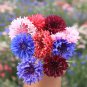 Mixed Color Cornflower Seeds – Annual & Biennial Upright Ornamental