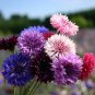 Mixed Color Cornflower Seeds – Annual & Biennial Upright Ornamental