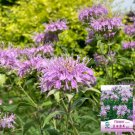 Bee Balm Seeds – Monarda didyma, Perennial Herb with Fragrant Leaves