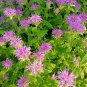 Bee Balm Seeds â Monarda didyma, Perennial Herb with Fragrant Leaves