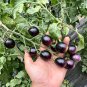 Black Jade Cherry Tomato Seeds â Easy to grow and manage, great taste