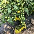 Green Jade Cherry Tomato Seeds – High yield