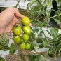 Green Jade Cherry Tomato Seeds â High yield