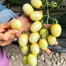 White Jade Cherry Tomato Seeds - Unique Tomato Variety