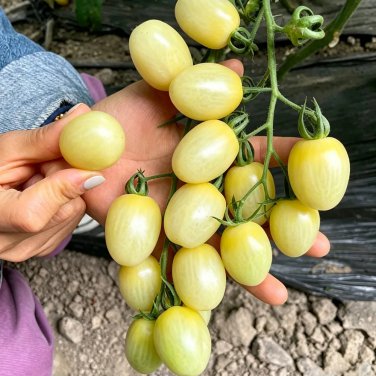 White Jade Cherry Tomato Seeds - Unique Tomato Variety